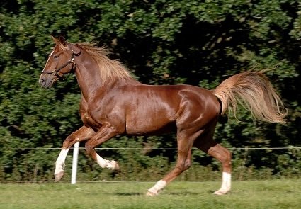 Pferd auf einer Koppel